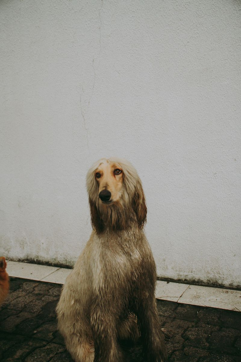 Training experience helps, but these dogs can still make owners question everything they know 11 Afghan Hound