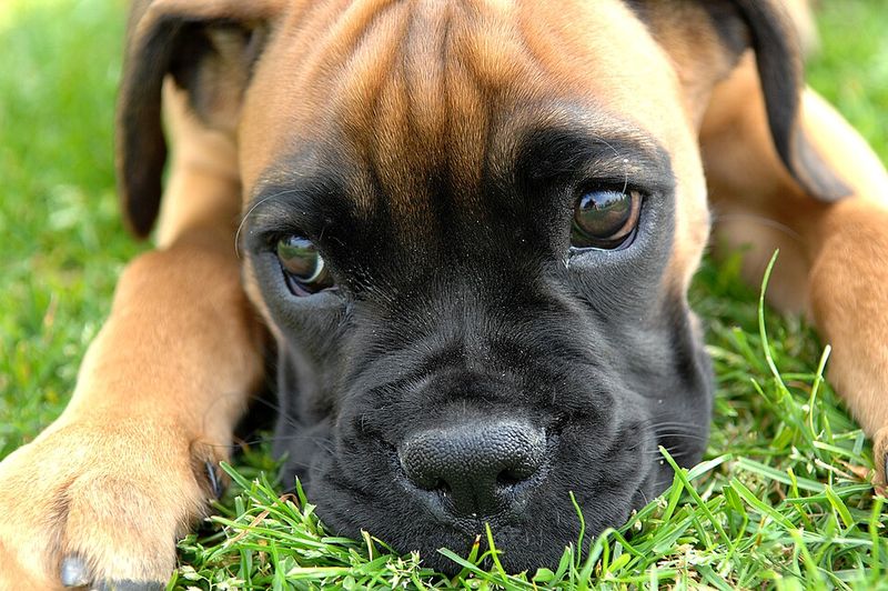 Boxer