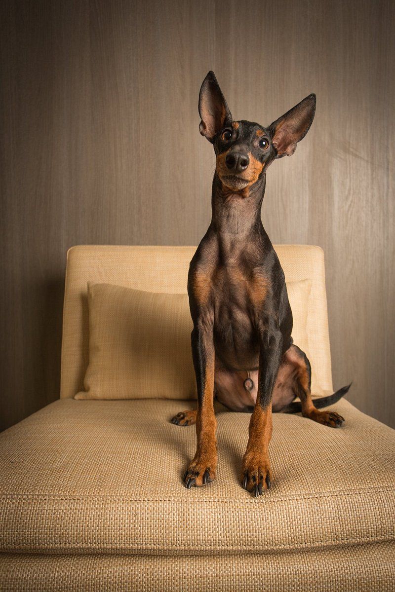 Which of these 20 Dog Breeds Are the Smartest? Here’s What Experts Say 6 Doberman Pinscher