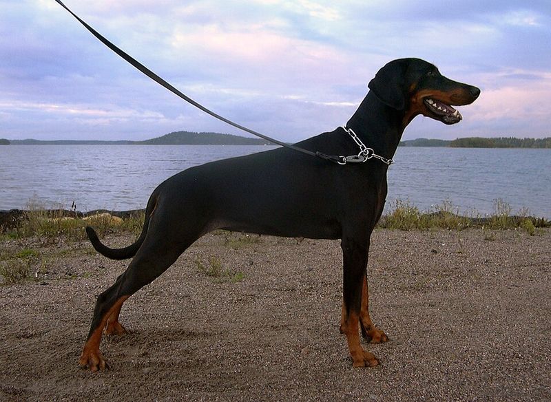 11 dog breeds that look like they belong on a security team - but may prefer relaxing beside their families 8 Doberman Pinscher