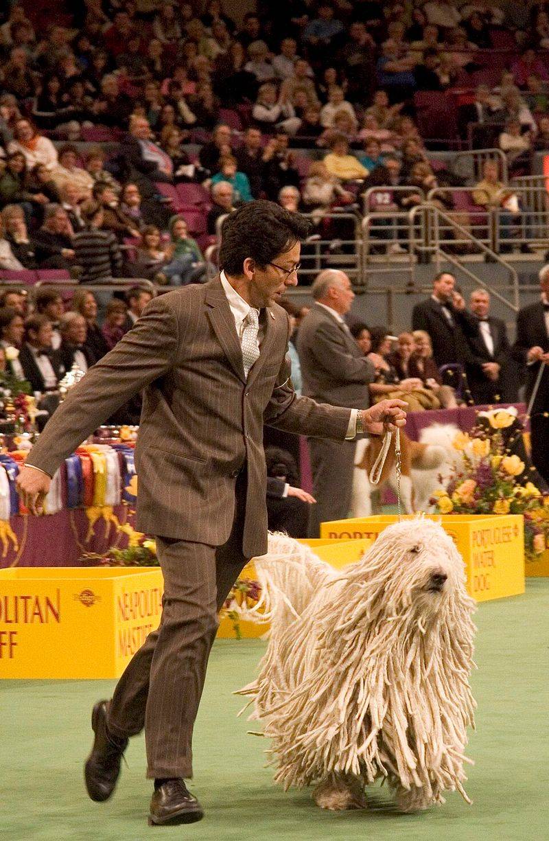 Komondor