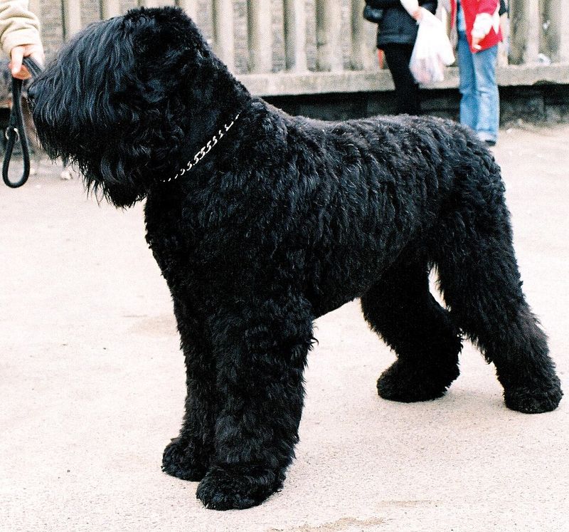 10 powerful dog breeds quietly becoming favorites among people tired of fragile trends 3 Black Russian Terrier