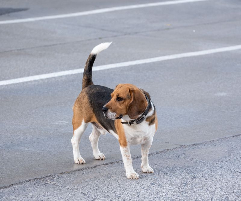 At some point you stop thinking of them as the dog - These breeds can simply become family 6 Beagle