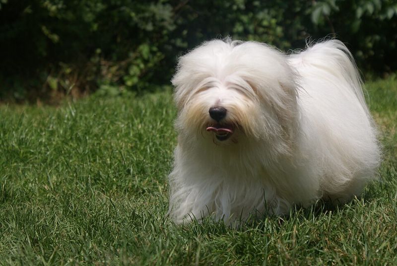Coton De Tulear