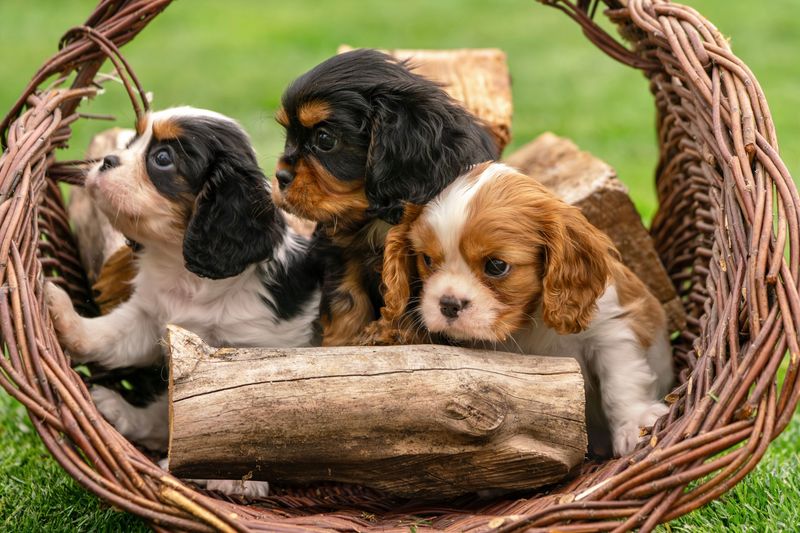 The world’s 15 tiniest dog breeds 11 English Toy Spaniel