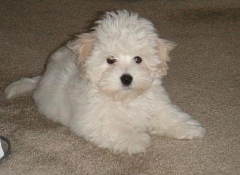 16 Sweet-Natured Dog Breeds That Show Love to Everyone They Meet 16 Coton de Tulear
