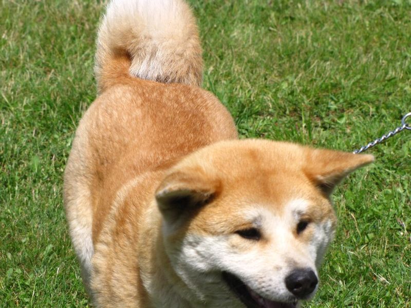 Anyone can watch the house - These dogs make family protection feel personal 8 Akita