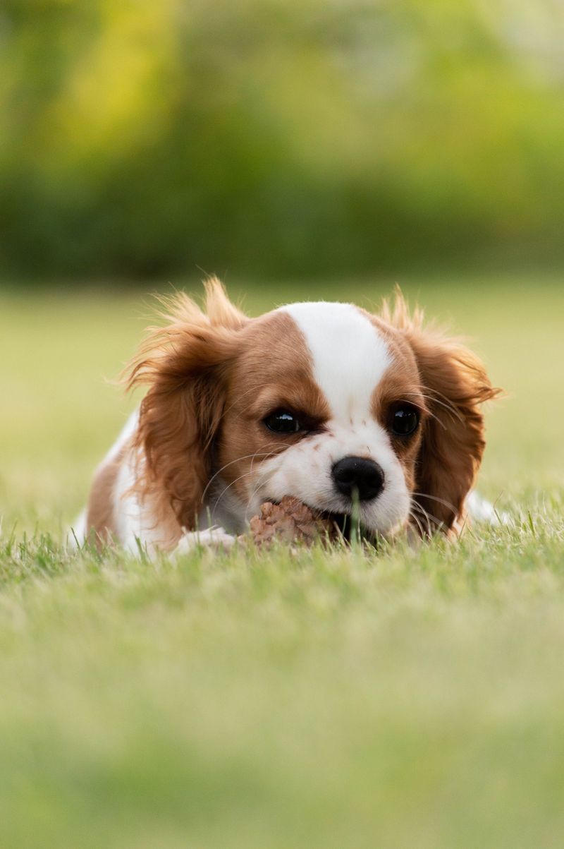 Forget the old rules about apartment dogs - These 13 breeds are rewriting them 4 Cavalier King Charles Spaniel