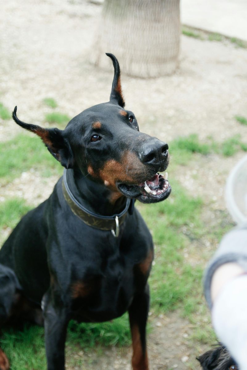 These 11 breeds are recognized for their strong bite force 7 Doberman Pinscher