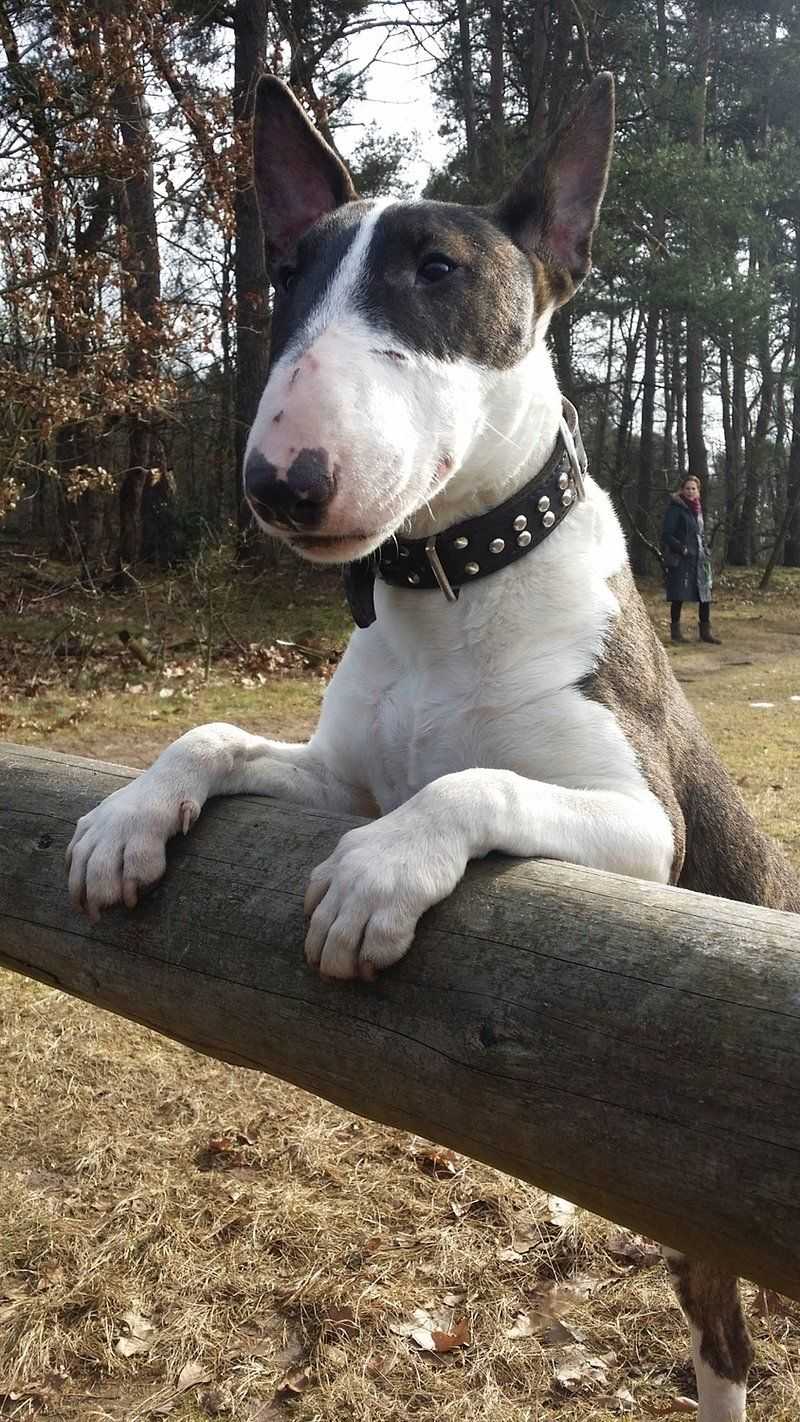 Forget the labels - These 14 dog breeds deserve to be judged on who they really are 7 Bull Terrier