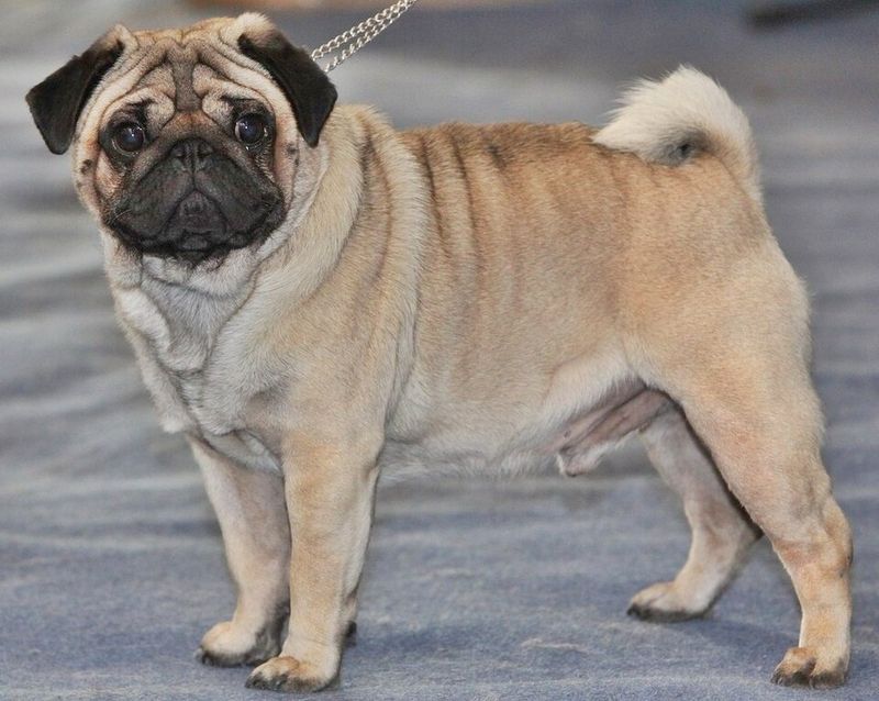 Forget judging house dogs by size - the breeds that settle best indoors may surprise you 10 Pug