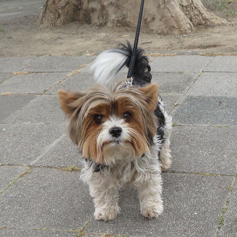 Biewer Terrier