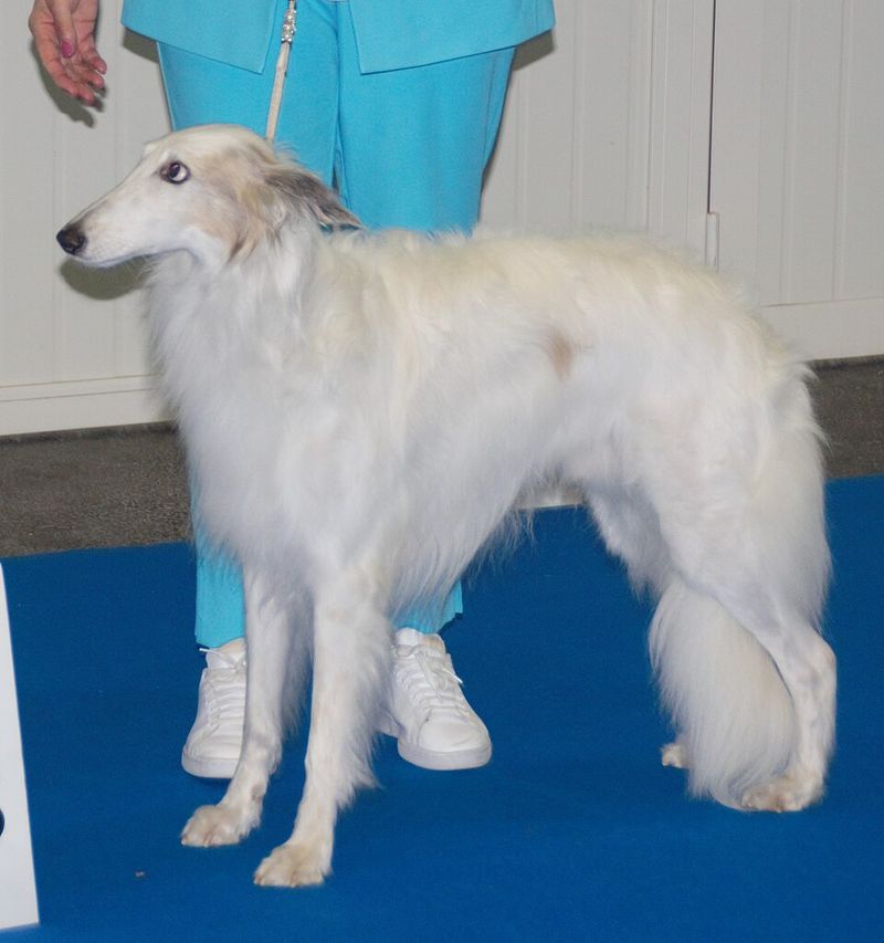 Silken Windhound
