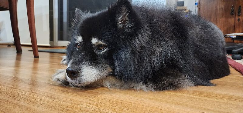15 Dog Breeds That Learn Bad Habits Fast - And the One Rule Owners Must Never Break 9 Finnish Lapphund