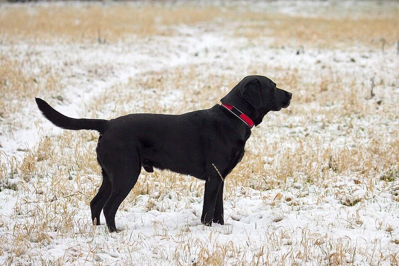 11 fearless dog breeds ever known, plus 3 steady and dependable breeds 13 Labrador Retriever