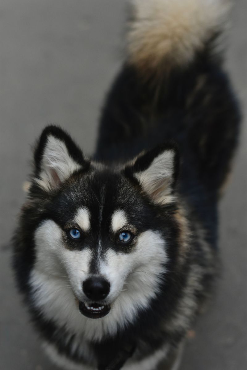 Siberian Husky