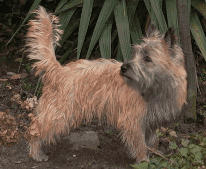 13 small dogs that combine big personalities with a love of human company 14 Cairn Terrier