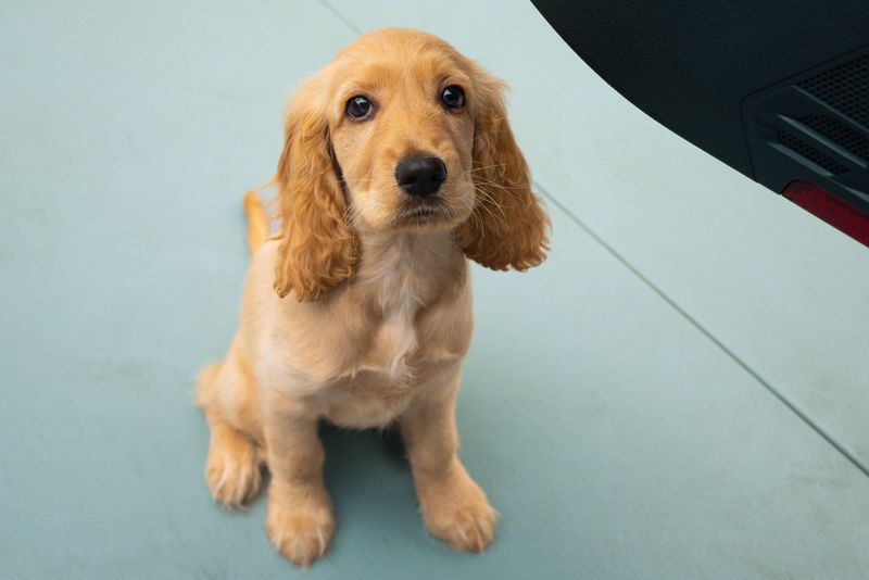 13 dog breeds that can stop trying when every mistake becomes a correction 8 Cocker Spaniel