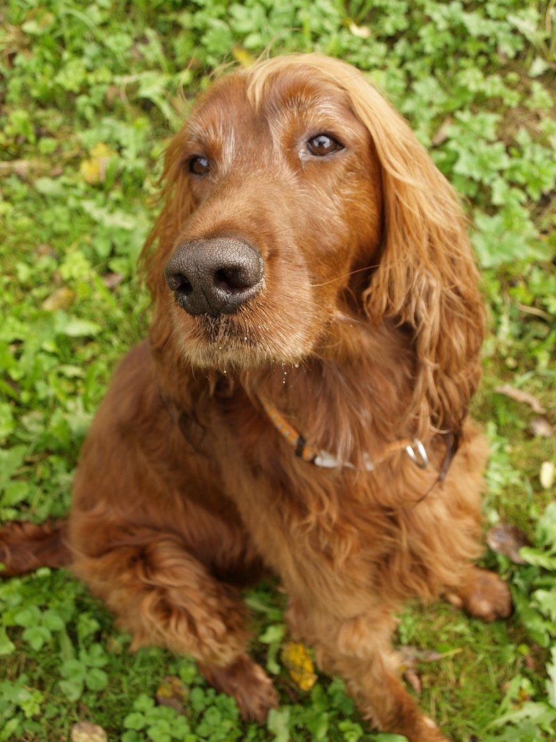 Before choosing these dog breeds, understand how much care actually comes with them 11 Cocker Spaniel