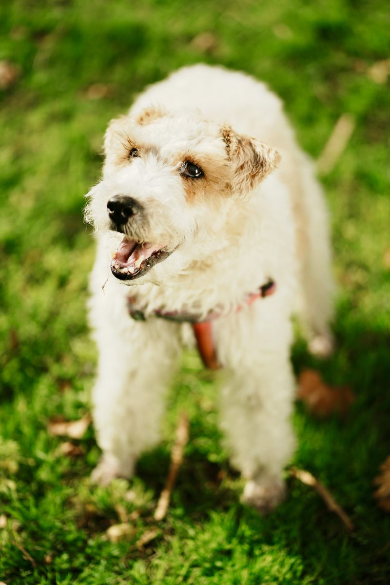 Fox Terrier