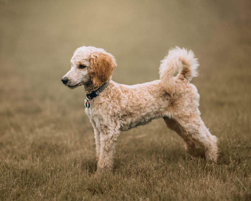 Standard Poodle