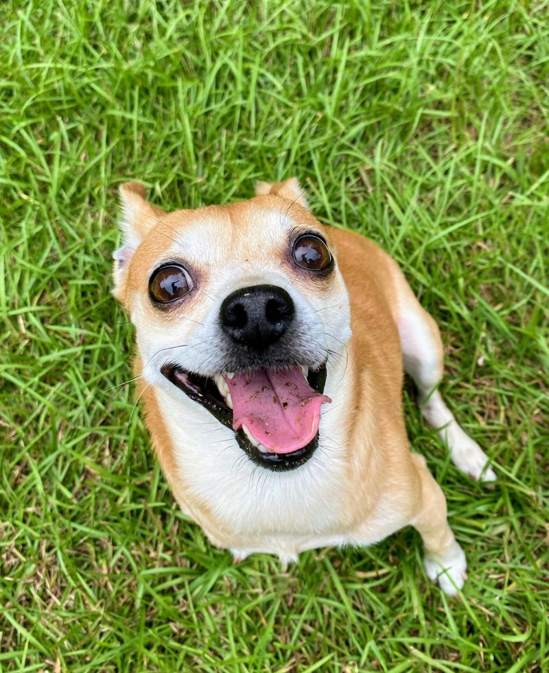 21 Interesting Facts About the Chihuahua - Small in Size, Big in Personality 19 Their Unique Temperament