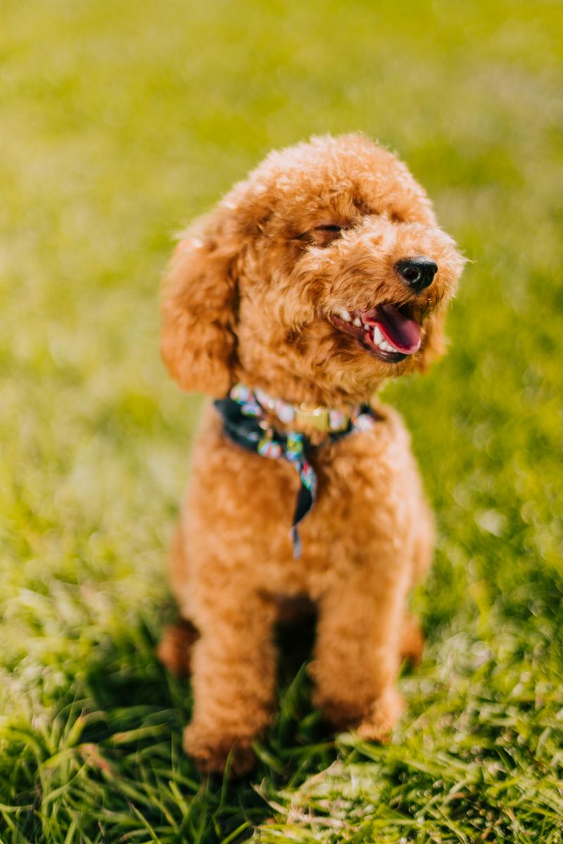 25 Dog Breeds Known for Their Long Lifespans 2 Toy Poodle