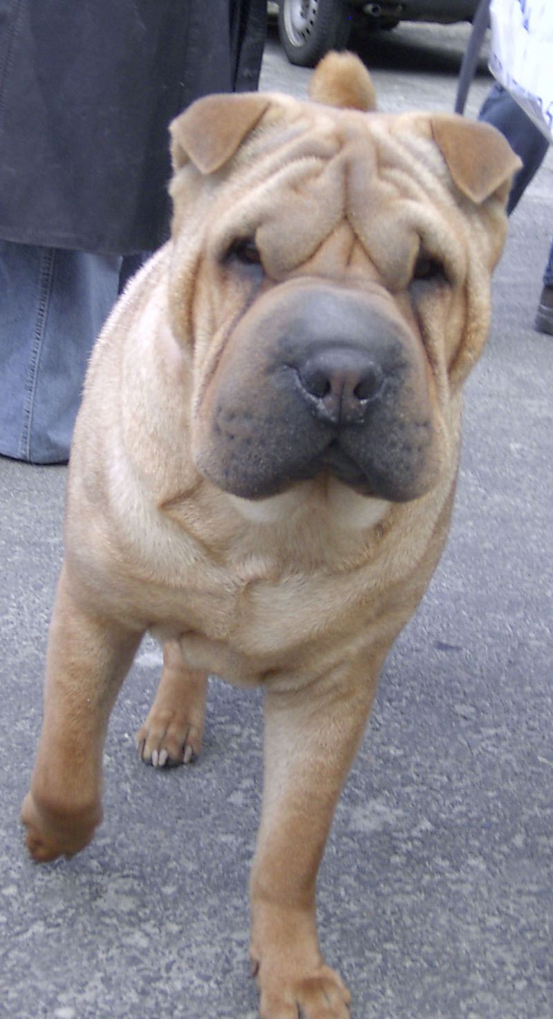 Shar Pei