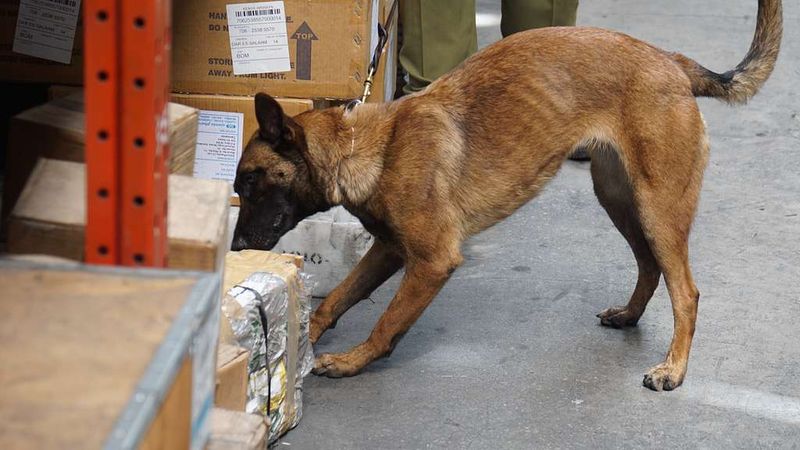 28 Dog Breeds That Demand Patience, Skill, and Leadership 2 Belgian Malinois