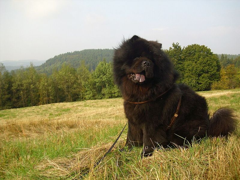 Chow Chow