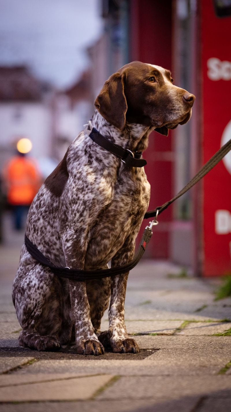 The internet makes one type of dog look unavoidable - Younger owners aren't necessarily following the script 10 German Shorthaired Pointer