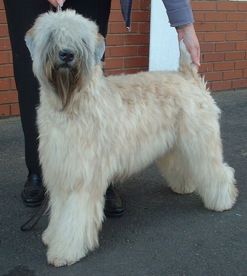 12 medium dogs with enough energy for active families - without taking up half the living room 11 Soft Coated Wheaten Terrier