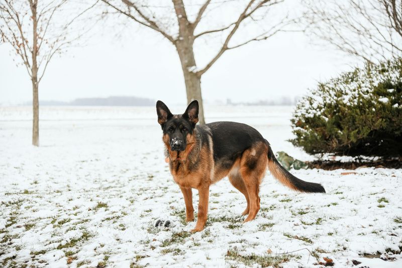 German Shepherd