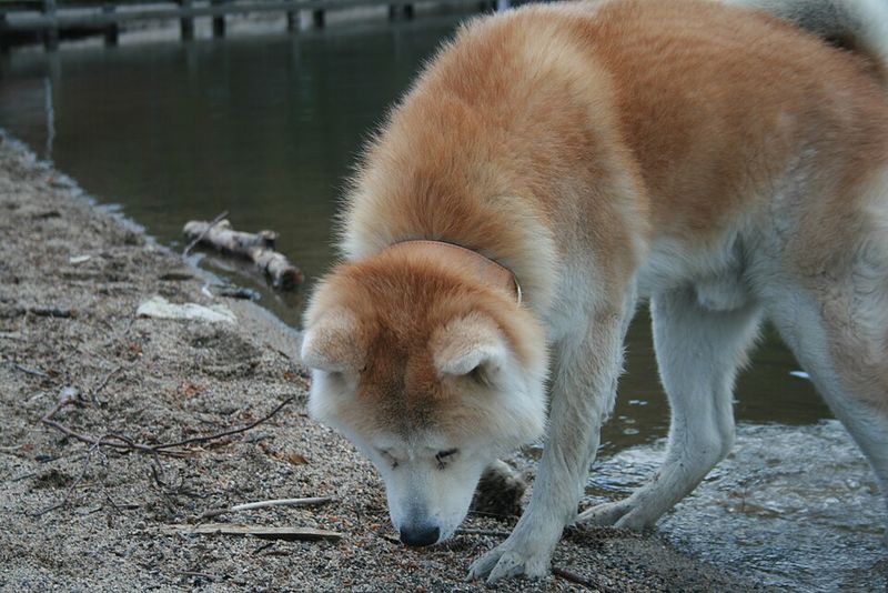 Stop calling every growl aggression posts are dividing the internet - 13 breeds mentioned most 10 Akita