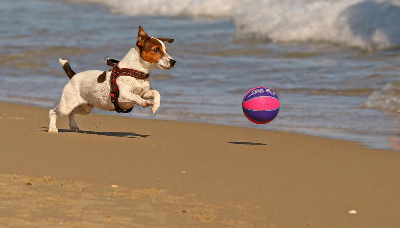 The Energetic Jack Russell Terrier