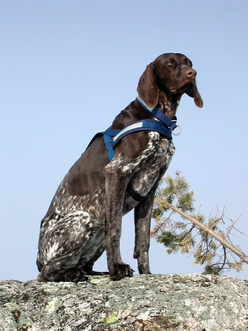 25 Energetic Dog Breeds That Love Hiking and Outdoor Adventures 10 German Shorthaired Pointer