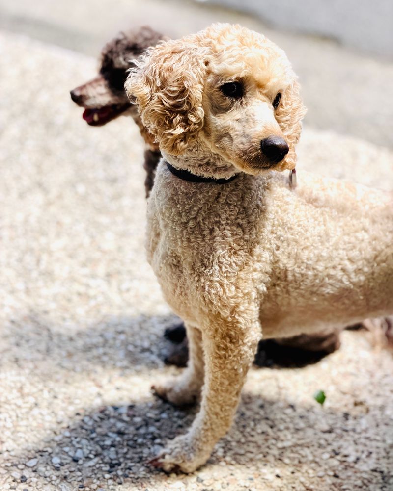 Spend years with one of these dogs and you may start wondering who copied whom 4 Poodle - the clever copycat