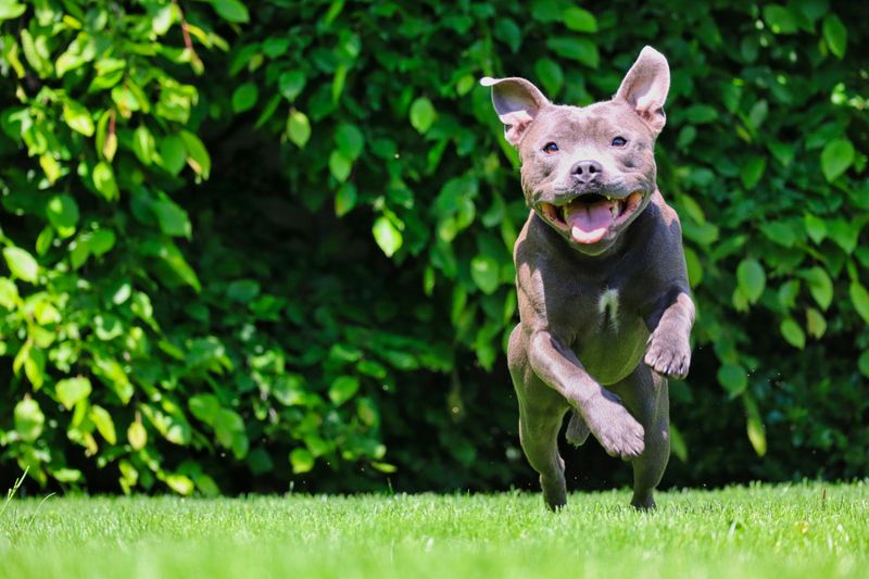 24 Dog Breeds That Show True Balance Between Power and Kindness 17 American Pit Bull Terrier