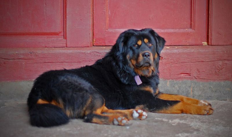 These dog breeds rarely let excitement dictate their decisions 13 Tibetan Mastiff
