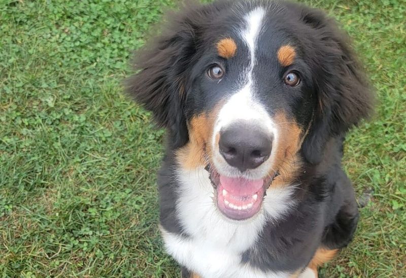 Dogs Reduce Stress and Increase Morale