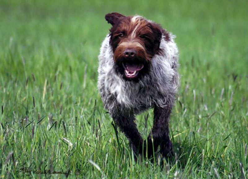 Keeping these dog breeds fulfilled means challenging both their muscles and their minds 14 Wirehaired Pointing Griffon