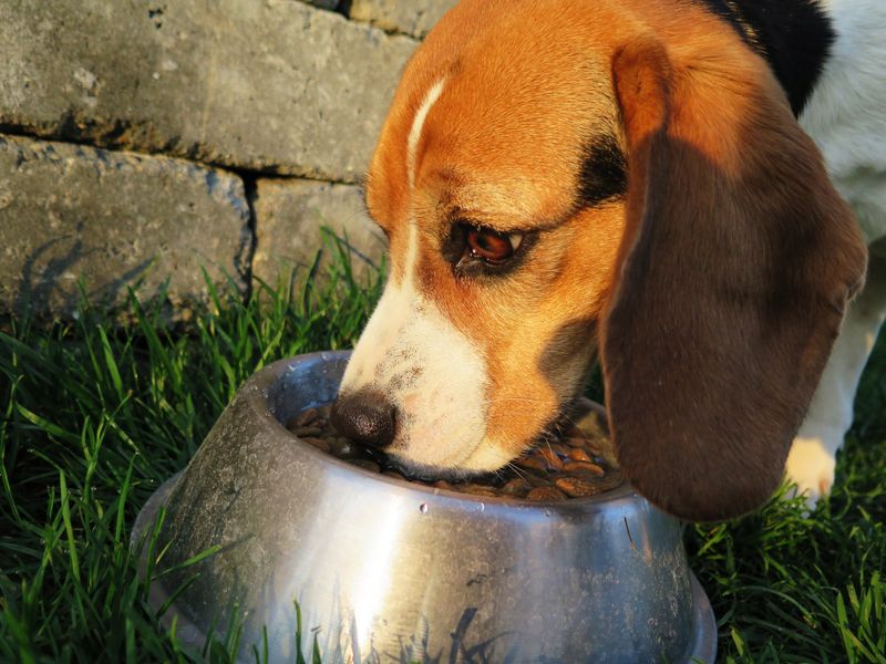 12 dogs that love food so much owners have to stay alert 3 Beagle
