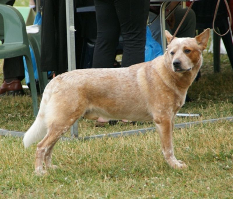 Keeping these dog breeds fulfilled means challenging both their muscles and their minds 4 Australian Cattle Dog