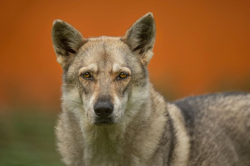 Czechoslovakian Wolfdog