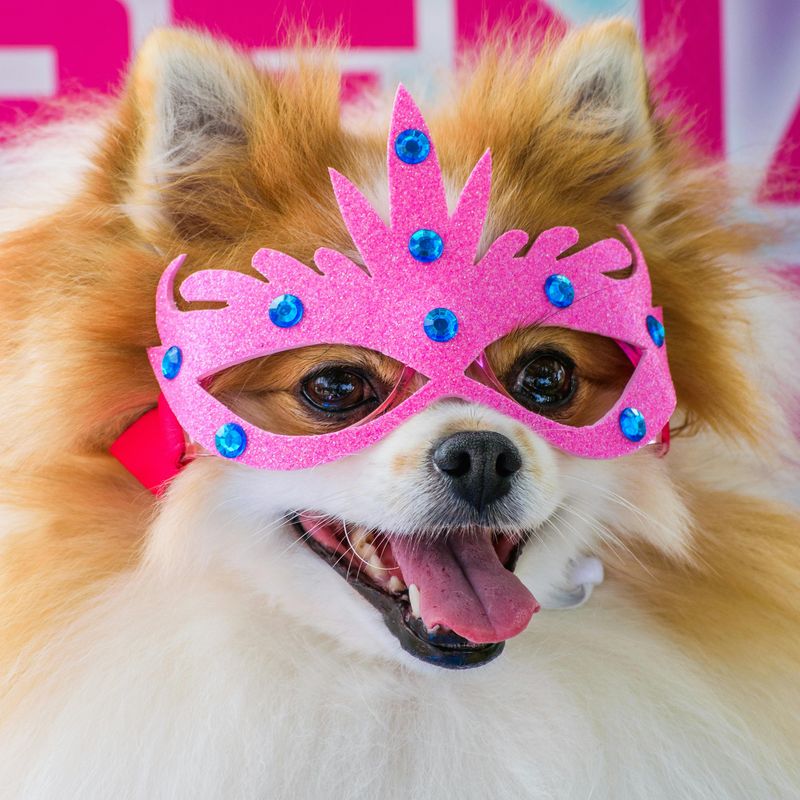 25 Dog Breeds with the Biggest and Most Expressive Personalities 3 Pomeranian