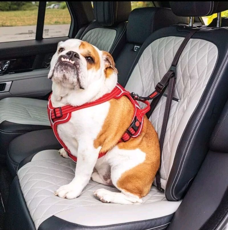 Safety Car Seat Belt