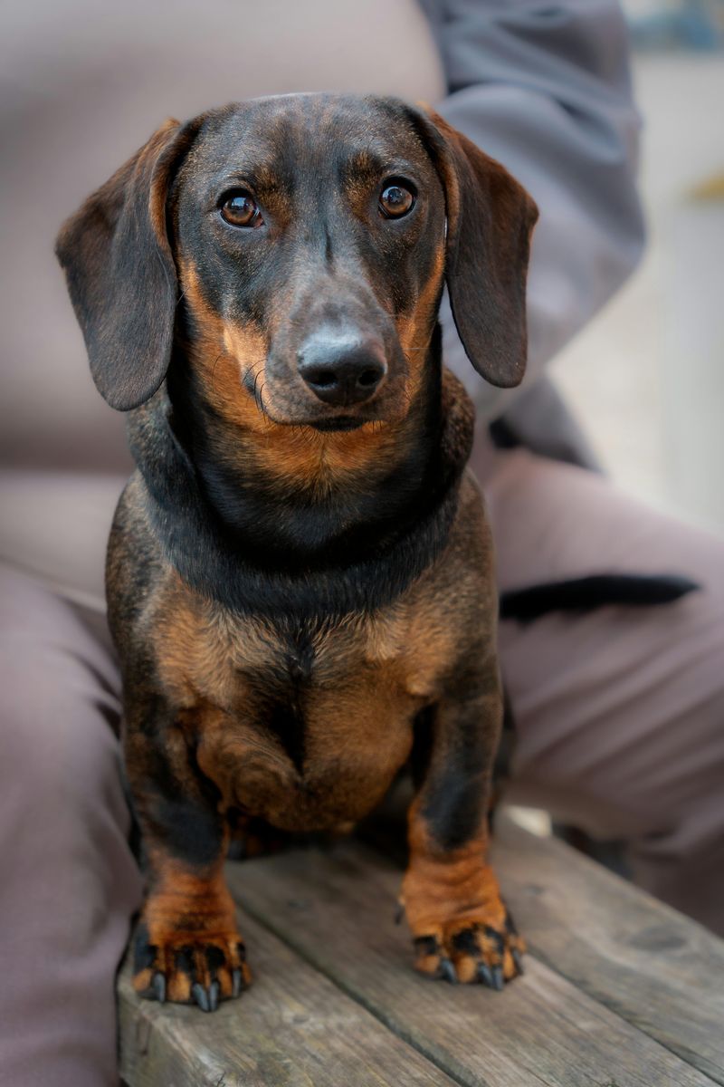 Dachshund