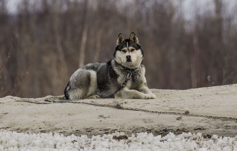 Siberian Husky