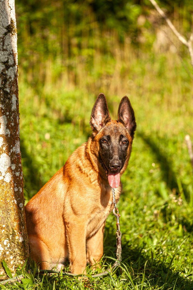 These dog breeds aren't necessarily difficult by accident - many were bred for jobs modern homes can't easily provide 2 Belgian Malinois