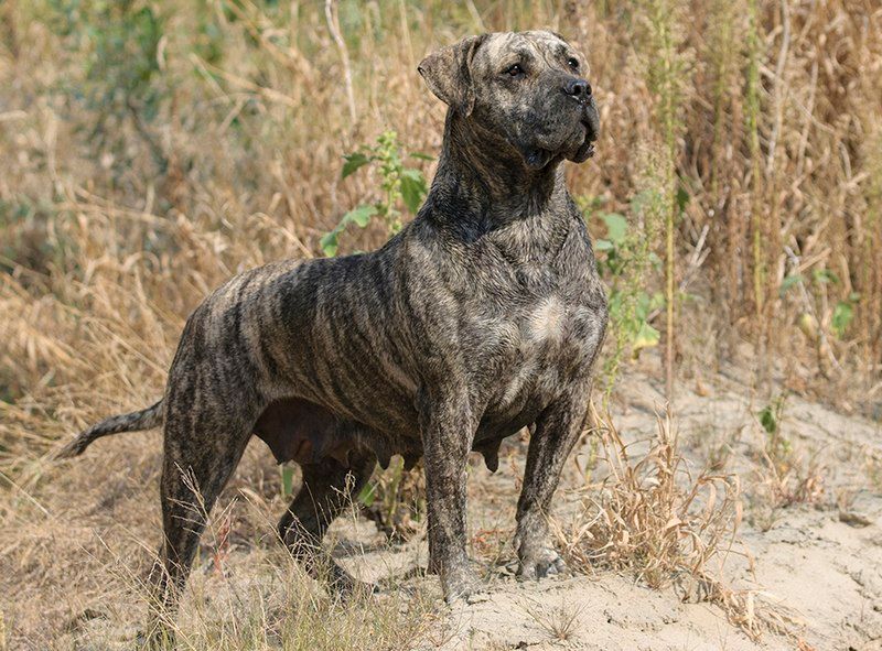 Presa Canario